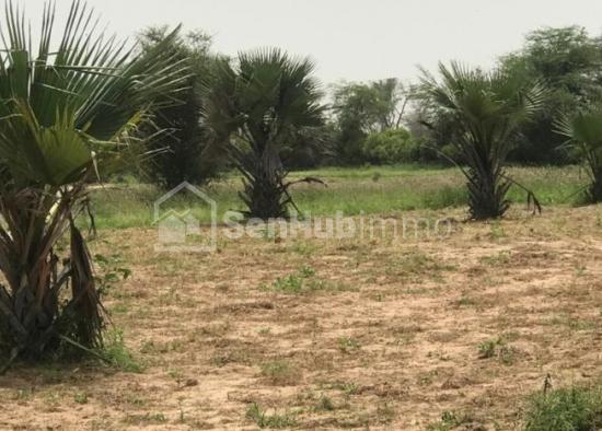 Terrain Agricole de 1,16 hectare à Keur Mamarame