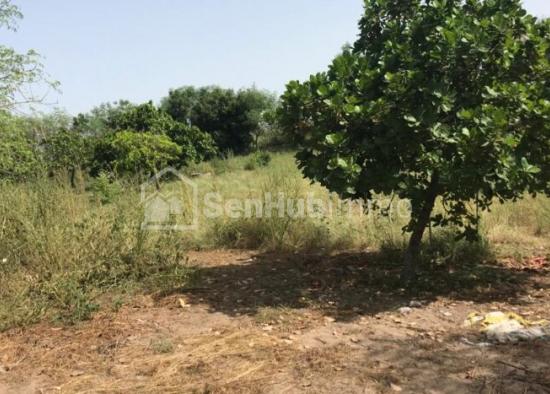 Verger Fruitier de 1,41 hectare à Djenne Baako