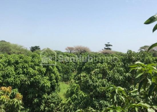 Verger Fruitier de 5,24 hectares à Yénne