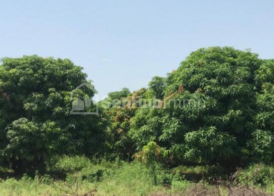 Verger Fruitier de 7420 m² à Ndounkoura Peulh