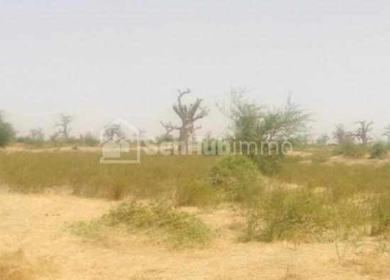 Terrain Agricole de 07 hectares à Nguéniène