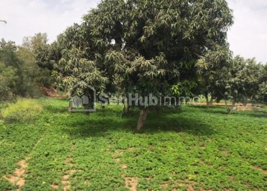 Ferme Avicole de 3 hectares  à Pout Diender