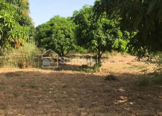 Verger Fruitier de 9051 m² à Fatick