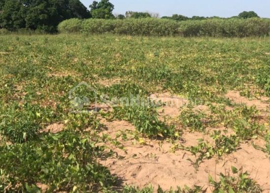 Terrain Agricole de 4785 m² à Sésséne