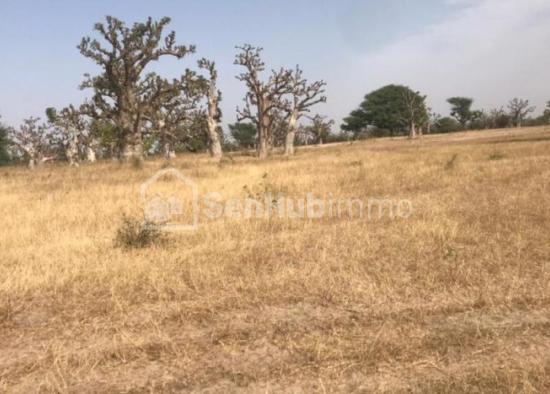 Terrain Agricole de 9,44 hectares à Touba Toul