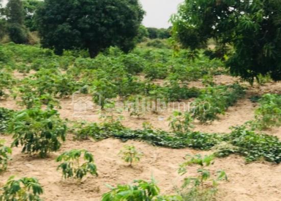 Verger Fruitier de 8528 m² à Taïba Ndiaye