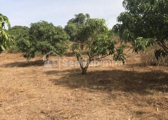 Verger Fruitier de 3489 m² à Keur Moussa Près de l'aéroport