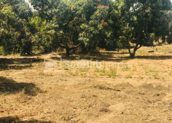 Verger Fruitier de 9710 m² à Darou Khoudoss