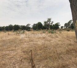 Terrain Agricole de 3,74 hectares à Notto Diobass