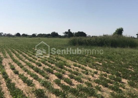 Terrain Agricole de 1,02 Hectare à Sésséne