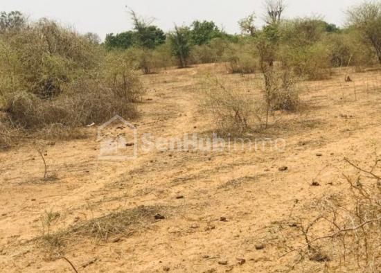 Verger Fruitier de 1,16 hectare à Sindia