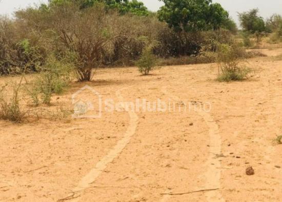 Verger Fruitier de 5047 m² à Sindia