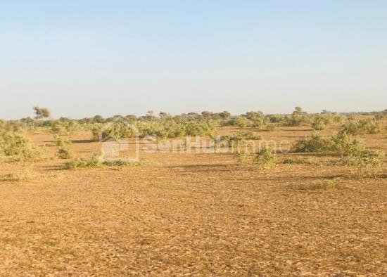 Terrain Agricole de 100 hectares à Touba Toul