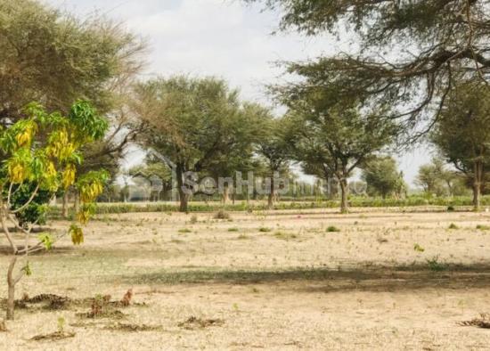 Verger Fruitier de 1,06 hectare à Fandene
