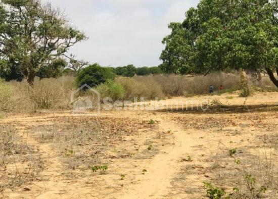 Verger Fruitier de 3,77 Hectares à Diender