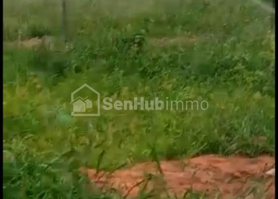 Verger Fruitier de 1,6 hectare à Darou Khoudoss