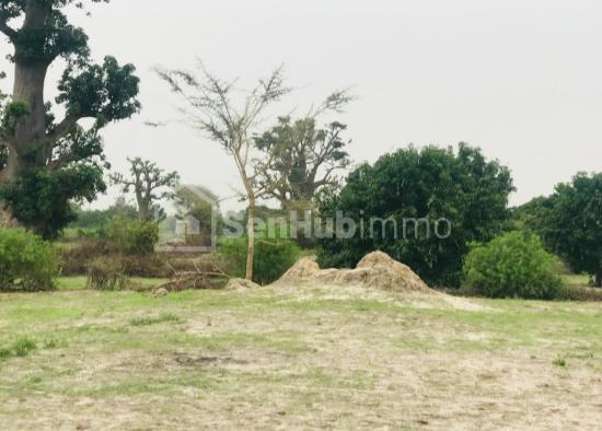 Verger Fruitier de 5494 m² à Keur Moussa