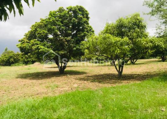 Verger Fruitier de 8890 m² à Fandéne