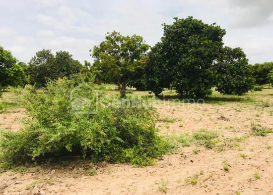 Verger Fruitier de 1,99 Hectare à Fandéne