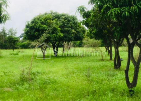 Verger Fruitier de 4145 m² à Notto Gouye Diama