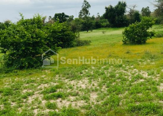 Terrain Agricole de 8079 m² à Notto Gouye Diama