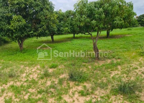Verger Fruitier de 1,1 hectare à Notto Gouye Diama