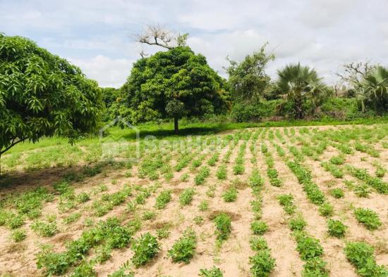 Verger Fruitier de 2812 m² à Mont Rolland