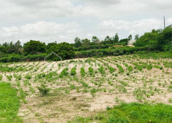 Verger Fruitier de 1,7 hectare à Notto Gouye Diama