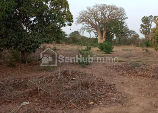 Ferme Agricole de 21 Hectares à Keur Moussa