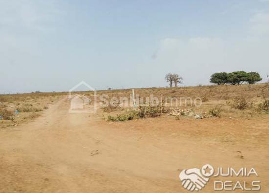 Plus de 200 hectares en première position route de moroland  7 km de Thiès du centre ville de Thiès