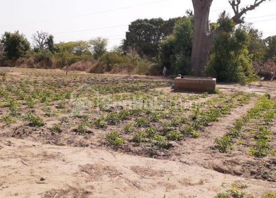 Terrain d'Exception à Thiès: + 1 Hectare en Bordure de Route avec Bail Disponible!